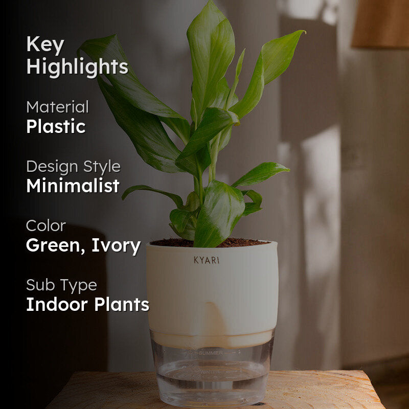 Kyari Peace Lily Plant With Self Watering Pot (Ivory) - 18 cm media 2