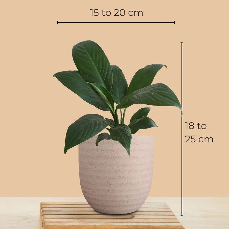 Greenkin Peace Lily Live Plant - Ivory media 9