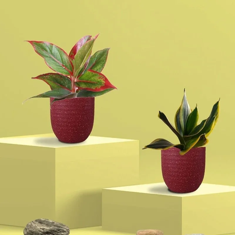 Greenkin Aglaonema Lipstick & Golden Snake Live Plants (Red) - Set Of Two media 3