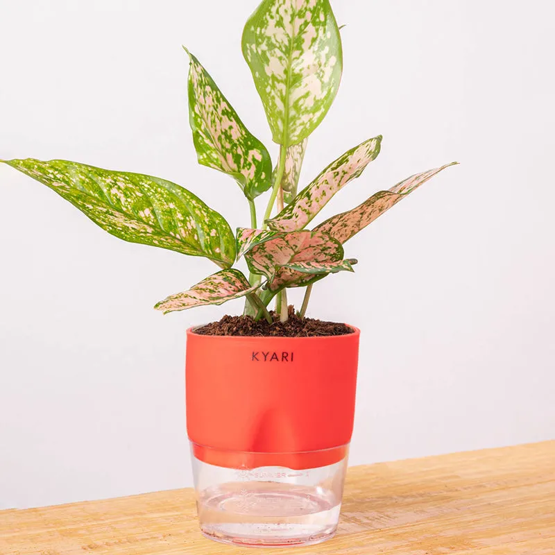 Kyari Aglaonema Snow White With Self Watering Pot - Red media 6