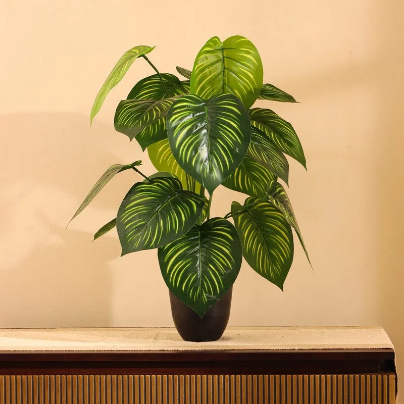 Artificial Money Plant With Black Plastic Pot - 2 ft media 5