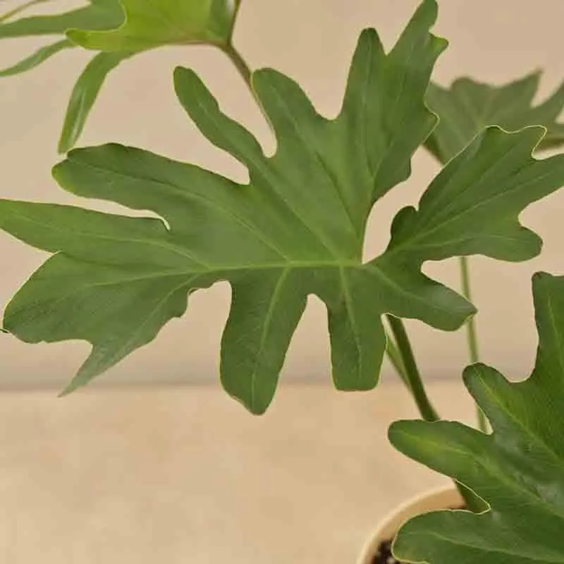 Ugaoo Philodendron Selloum Plant media 3