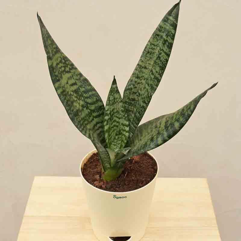 Live Plants