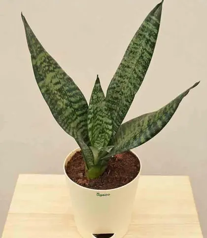 Live Plants
