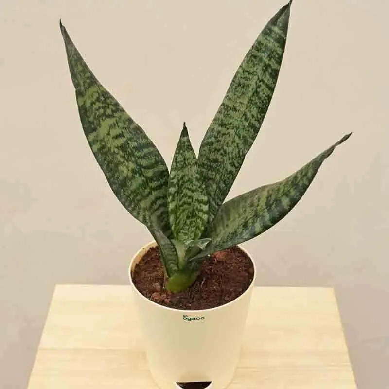 Ugaoo Sansevieria Superba Green - Snake Plant media 1