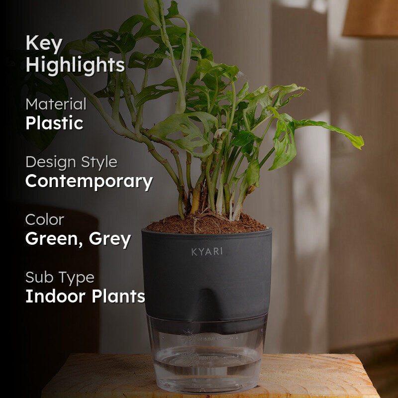 Kyari Philodendron/Broken Heart Plant With Self Watering Pot (Grey) - 18 cm media 2