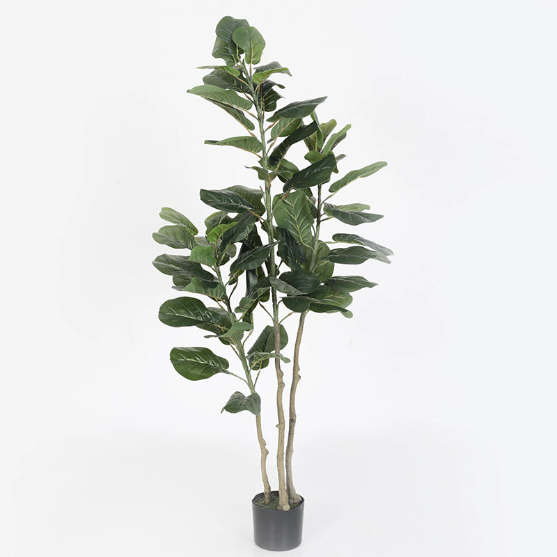 Faux Banjo Fig Plant With Black Plastic Pot - 4.9 Feet image 4