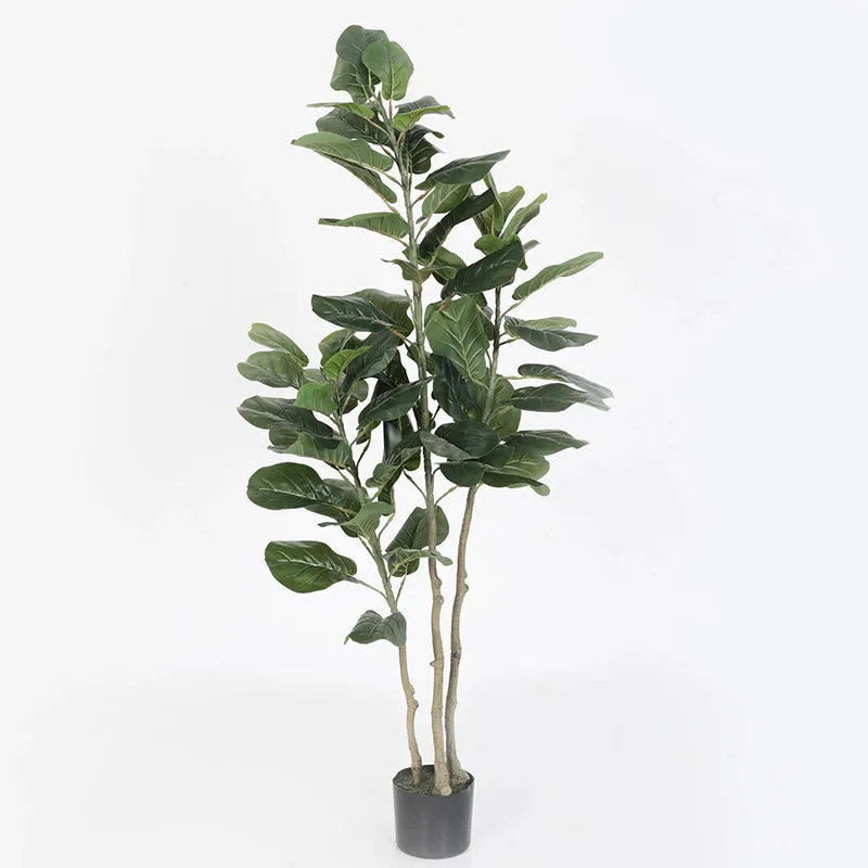 Faux Banjo Fig Plant With Black Plastic Pot - 4.9 Feet media 4