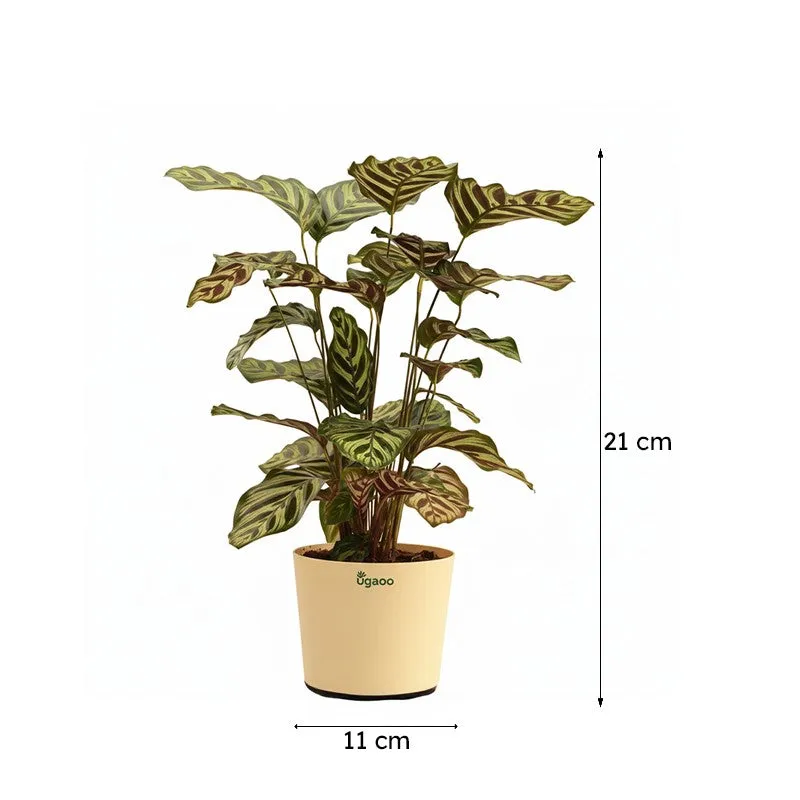 Ugaoo Peacock Live Plant With Self Watering Pot - Large media 6
