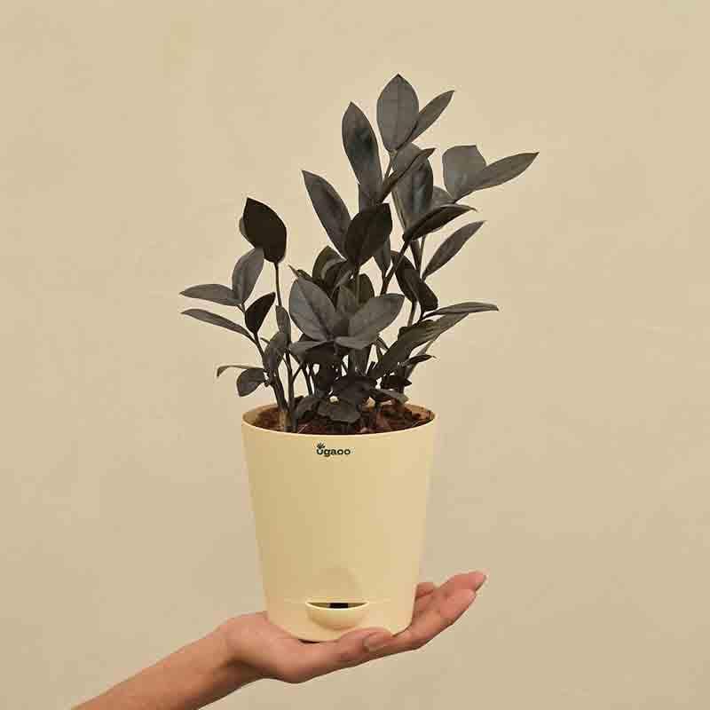 Ugaoo Zamia ZZ Black Plant media 4