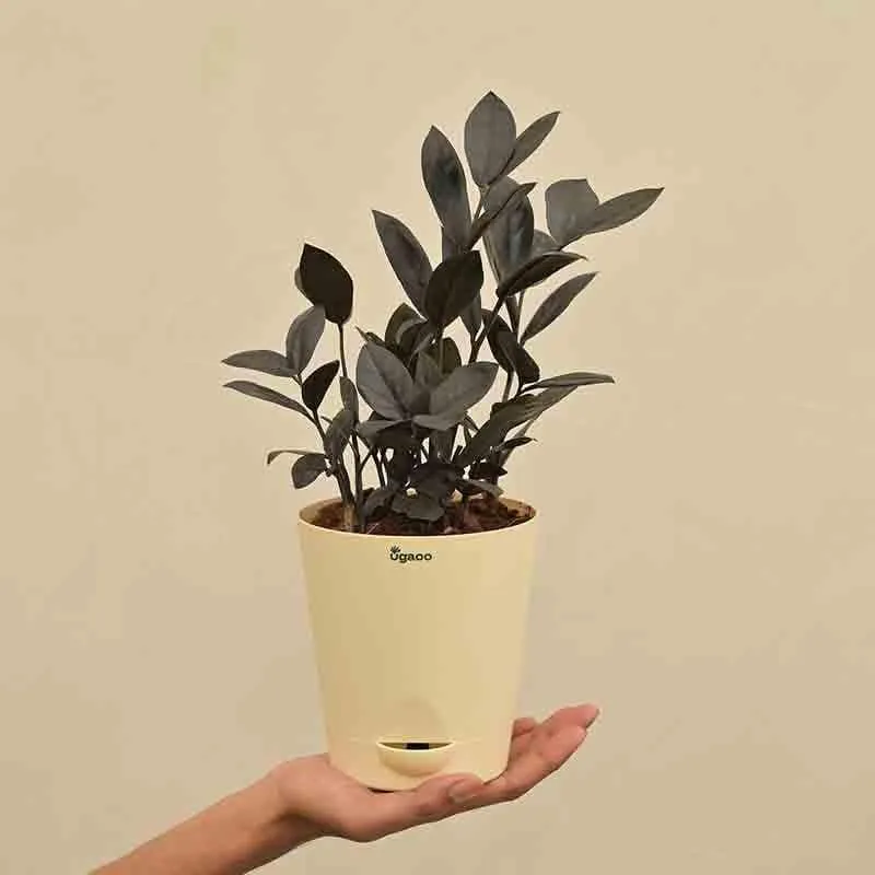 Ugaoo Zamia ZZ Black Plant media 4
