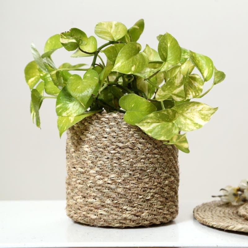 Enchanted Garden Jute Planter media 5