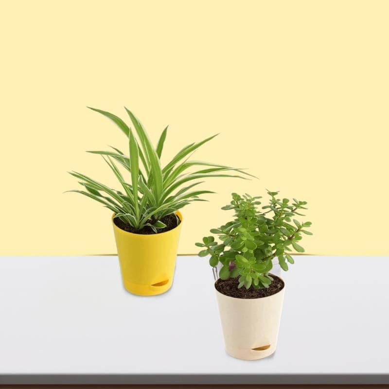 Live Plants