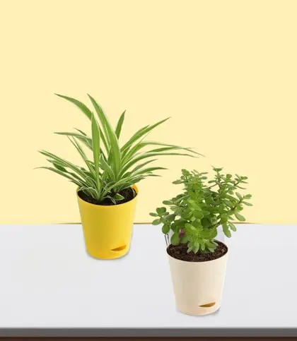 Live Plants