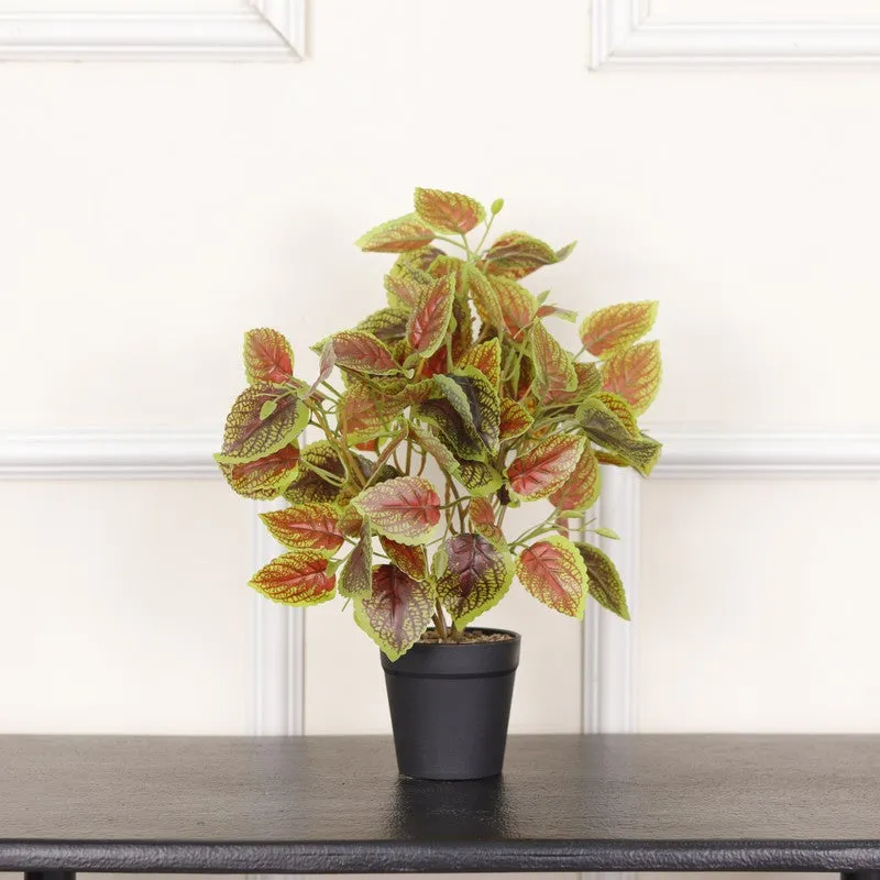 Artificial Brown Coleous Leaf Plant With Black Fiber Pot - 1 Feet media 3