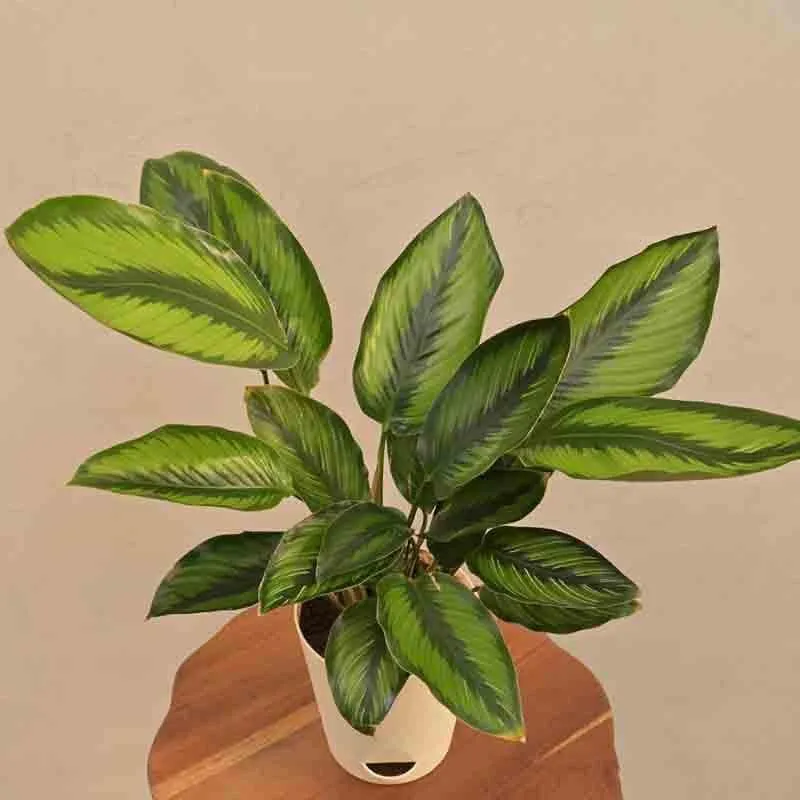 Ugaoo Calathea Pinstripe Plant media 3