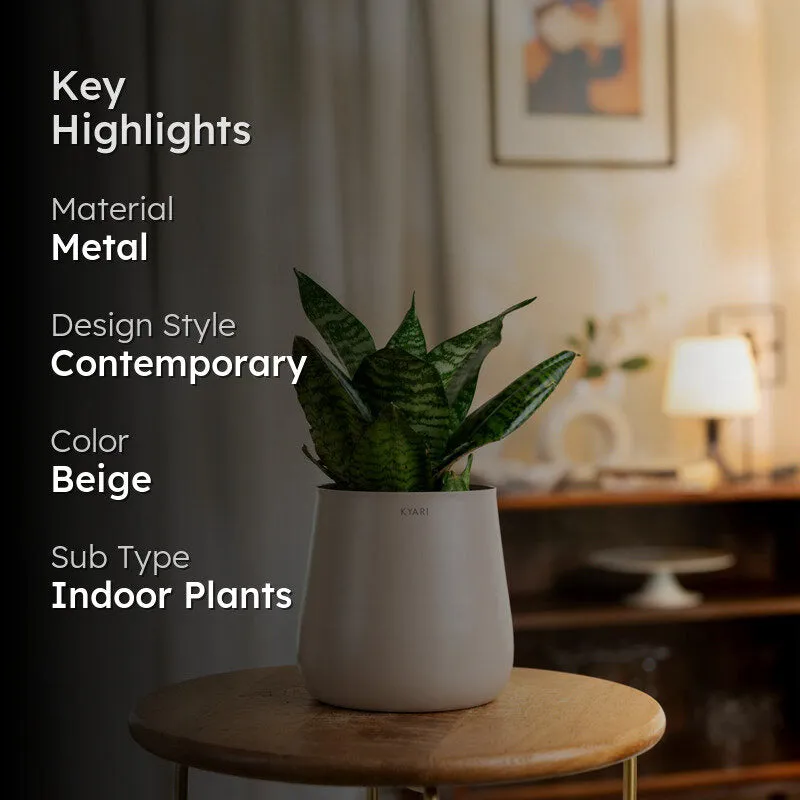 Kyari Snake Plant With Self Watering Metal Pot - Beige media 2