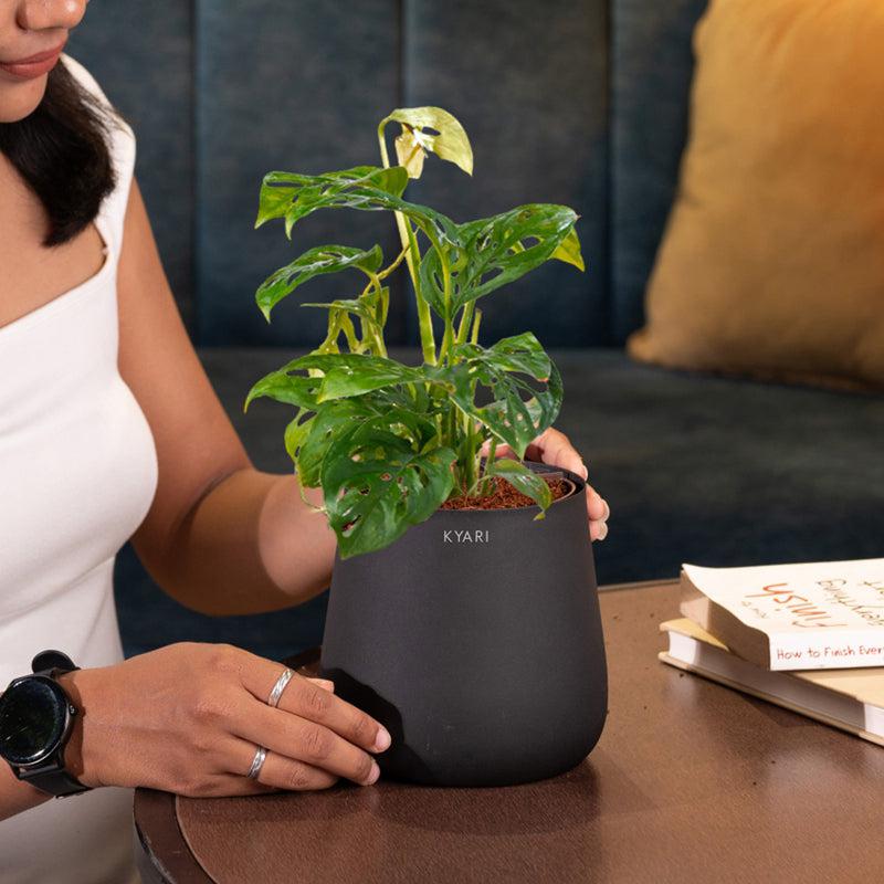 Kyari Monstera Adansonii With Metal Self Watering Pot - Black media 4