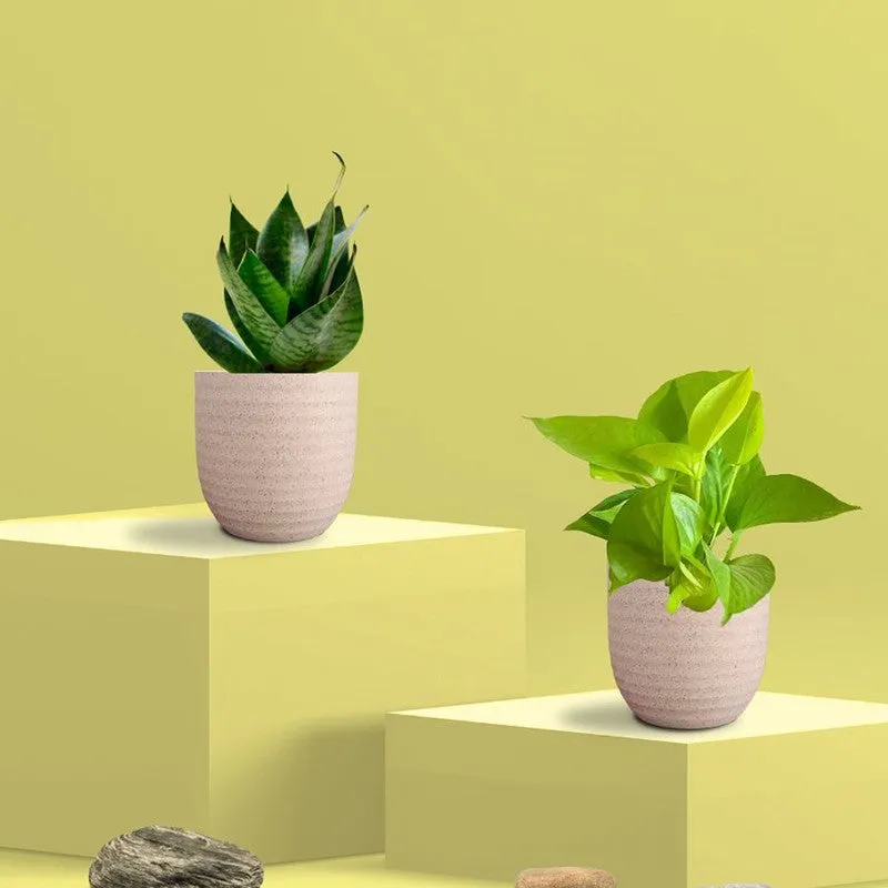Greenkin Money Plant Golden & Snake Live Plants (Ivory) - Set Of Two media 3