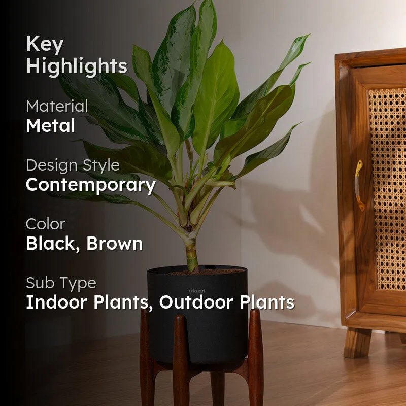 Kyari Agalonema Ice Plant With Metal Self Watering Pot (Black) - 2 Feet media 2