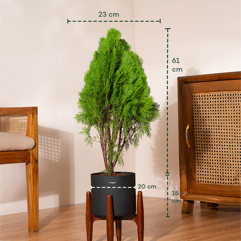 Kyari Thuja Plant With Metal Self Watering Pot (Black) - 2.5 Feet media 5