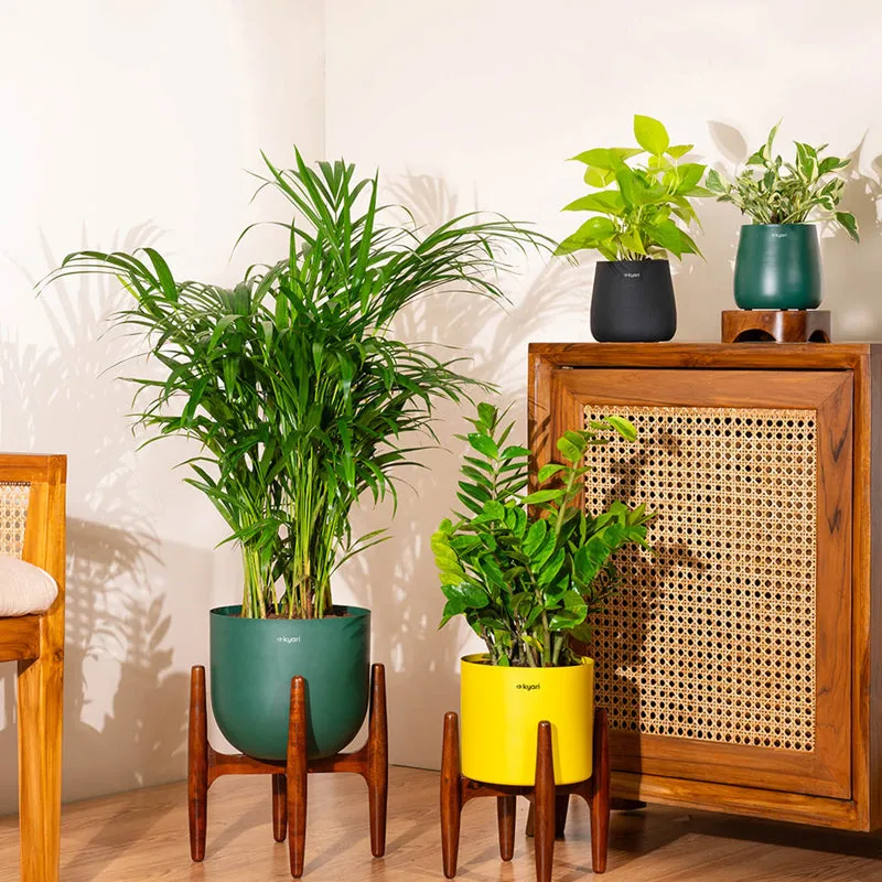 Kyari Green ZZ Plant With Metal Self Watering Pot (Yellow) media 3
