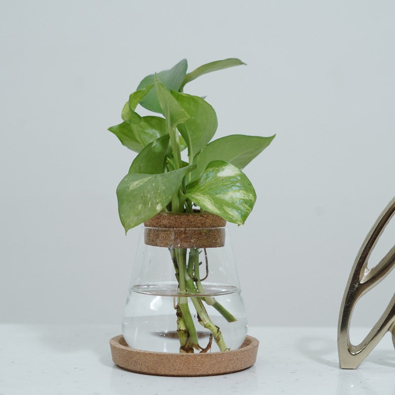 DewNest Home Planter - Two Piece Set media 3