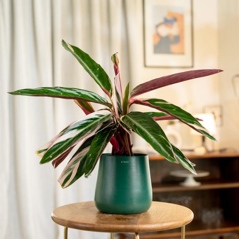 Kyari Calathea Triostar With Metal Self Watering Pot - Green