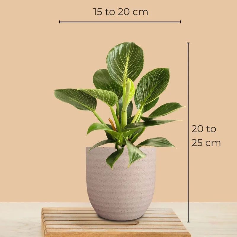 Greenkin Birkin & Golden Pothos Live Plants (Ivory) - Set Of Two media 9
