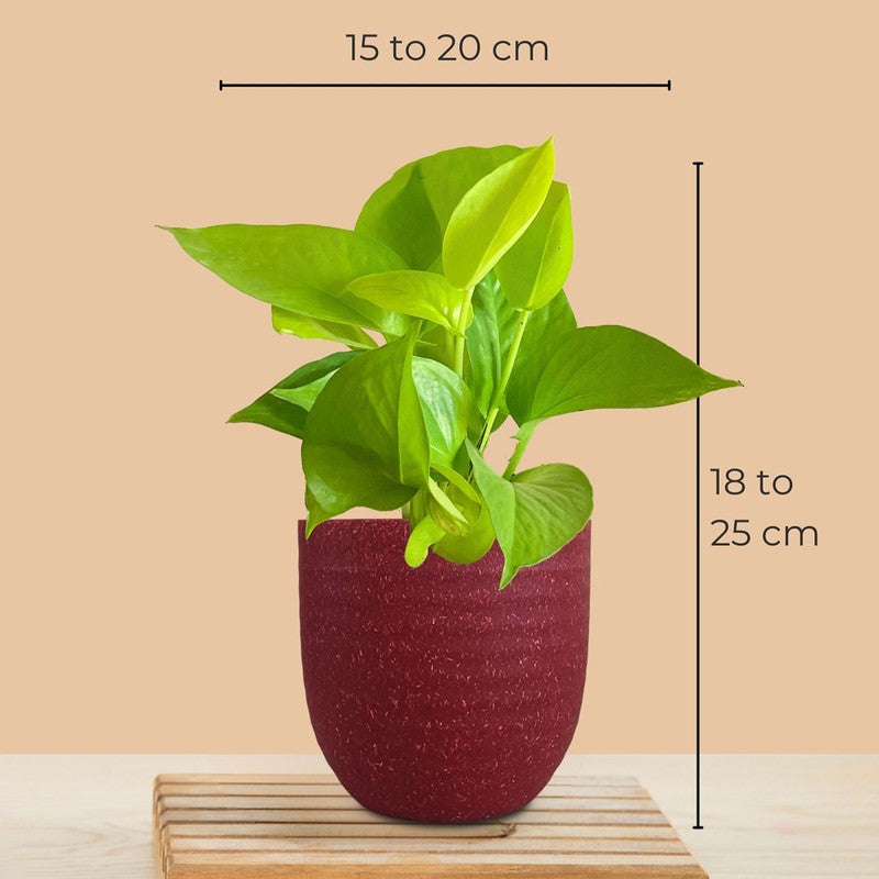 Greenkin Money Plants Live Plants - Set Of Three media 11