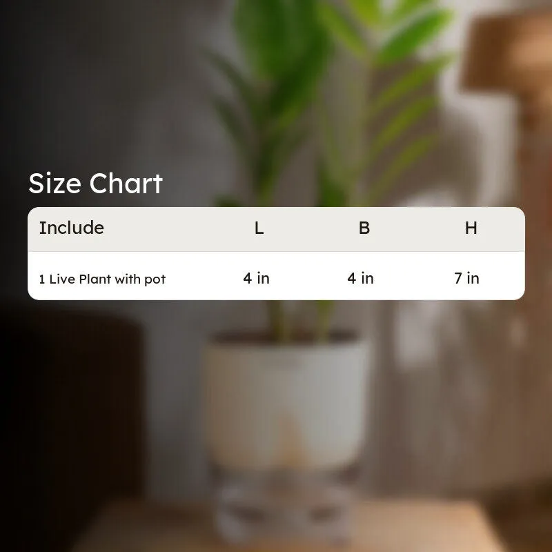 Kyari Zamioculcas Zamiifolia (ZZ) Plant With Self Watering Pot (Ivory) - 18 cm media 7