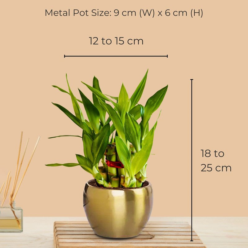 Greenkin Vastu Plants for Home Live Plants - Set Of Two media 8