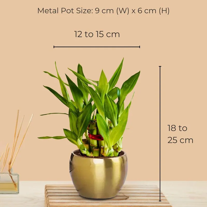 Greenkin Vastu Plants for Home Live Plants - Set Of Two media 8