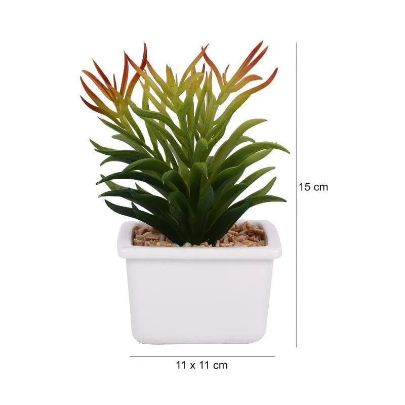 Faux Senecio In White Pot - 16 cms media 5