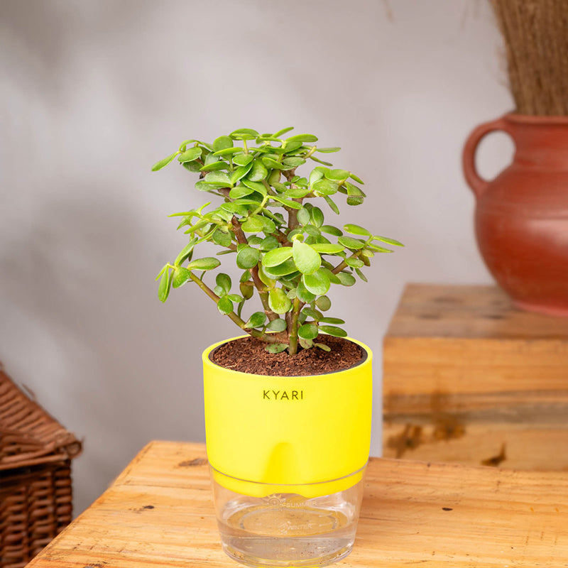 Kyari Jade Plant With Self Watering Pot - Yellow media 3
