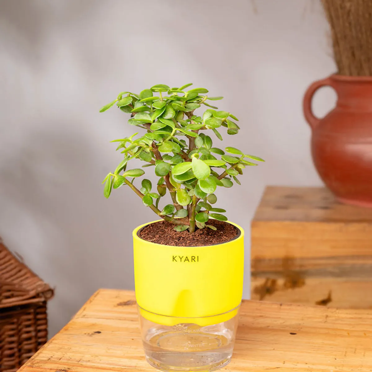 Green jade plant in a yellow pot with a clear water reservoir