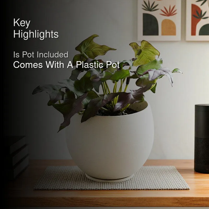 Ivella Artificial Mini Ivy Plant With Black Plastic Pot (Purple) - 14 cm media 2