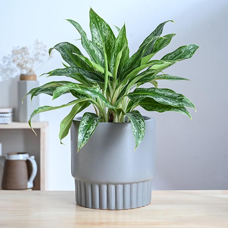 Ugaoo Sleepy Sprout Round Ceramic Planter - Grey media 2