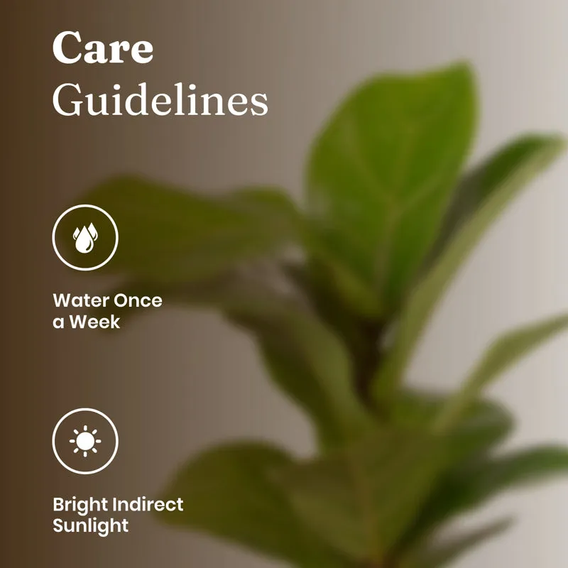 Kyari Fiddle Fig Plant With Metal Self Watering Pot - Blue media 5