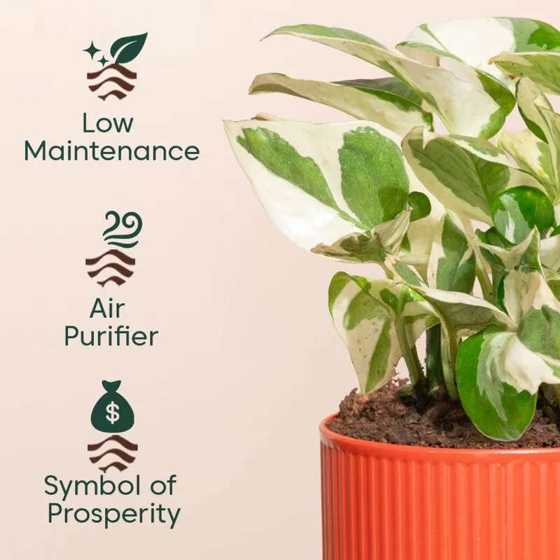 Kyari Money Plant with Self Watering Pot - Red - 4