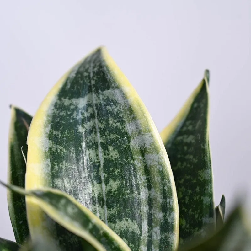 Ugaoo Snake Plant - Golden Hahnii media 3