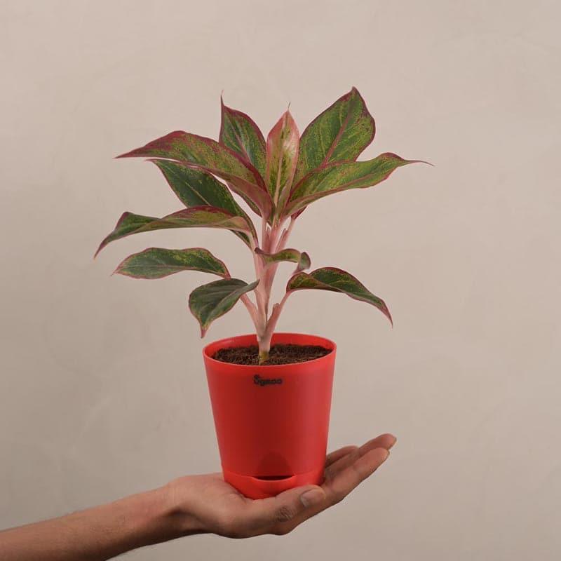 Ugaoo Aglaonema, Rubber Indoor Live Plants With Pot - Set Of Two media 4