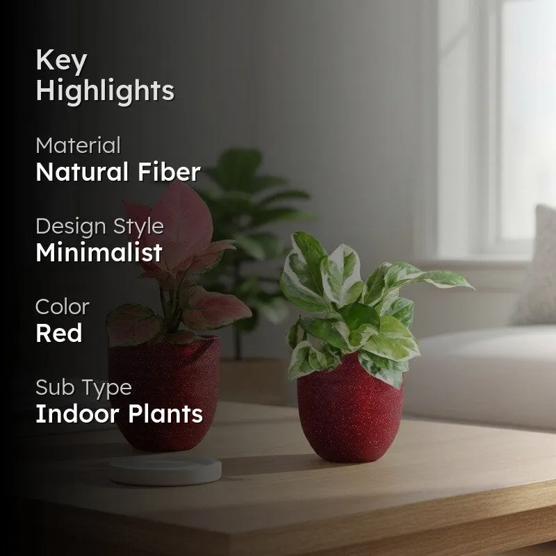 Greenkin Aglaonema Pink & Njoy Live Plants (Red) - Set Of Two media 2
