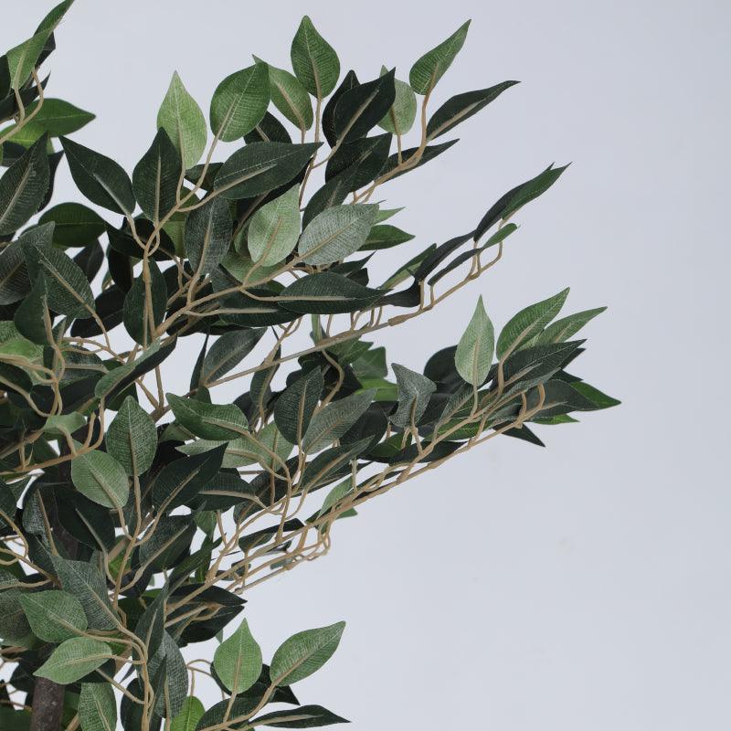 Faux Cape Ficus Plant With Black Plastic Pot - 5.25 ft media 6