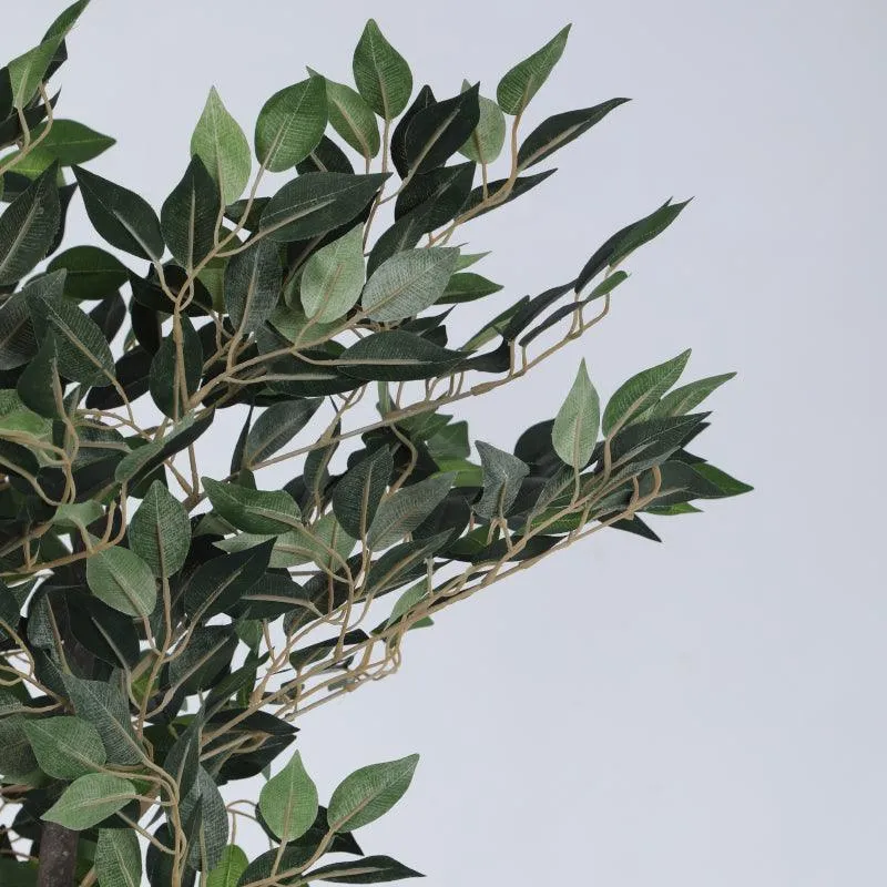 Faux Cape Ficus Plant With Black Plastic Pot - 5.25 ft media 6