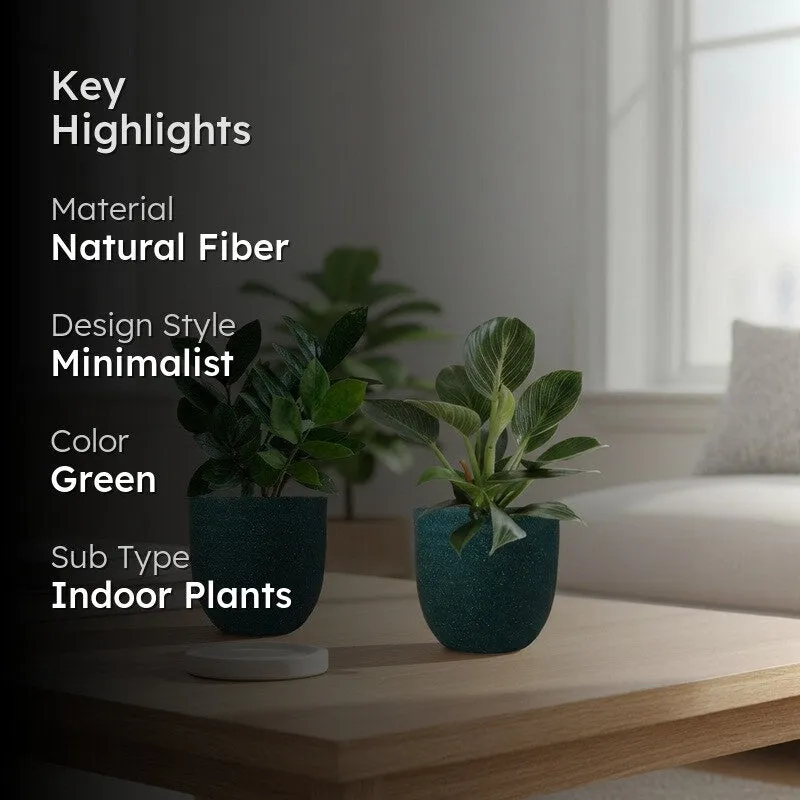 Greenkin ZZ & Birkin Live Plants (Green) - Set Of Two media 2