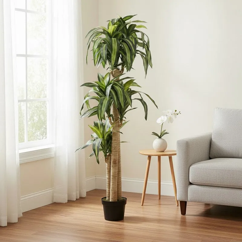 Veltura Artificial Dracaena Green Tree With Black Plastic Pot 5.7 ft media 4