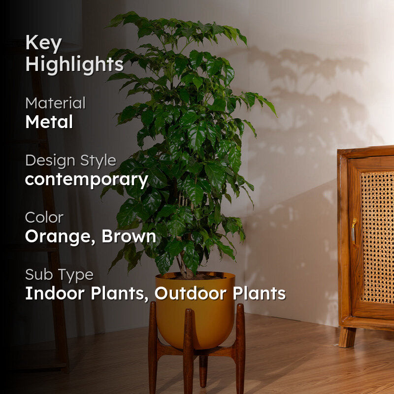Kyari China Doll Plant With Metal Self Watering Pot (Orange) - 3 Feet media 2