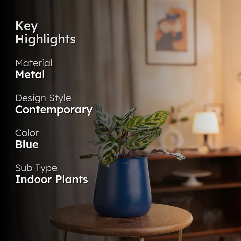 Kyari Peacock Plant With Metal Self Watering Pot - Blue media 2