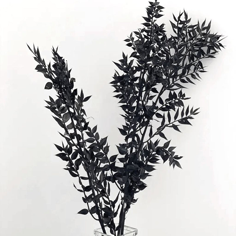 Dried Ruscus Bunch (Black) - Set Of Three media 4